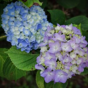 季節を楽しむ 紫陽花はがきづくり 医清会 桃山福祉会グループ